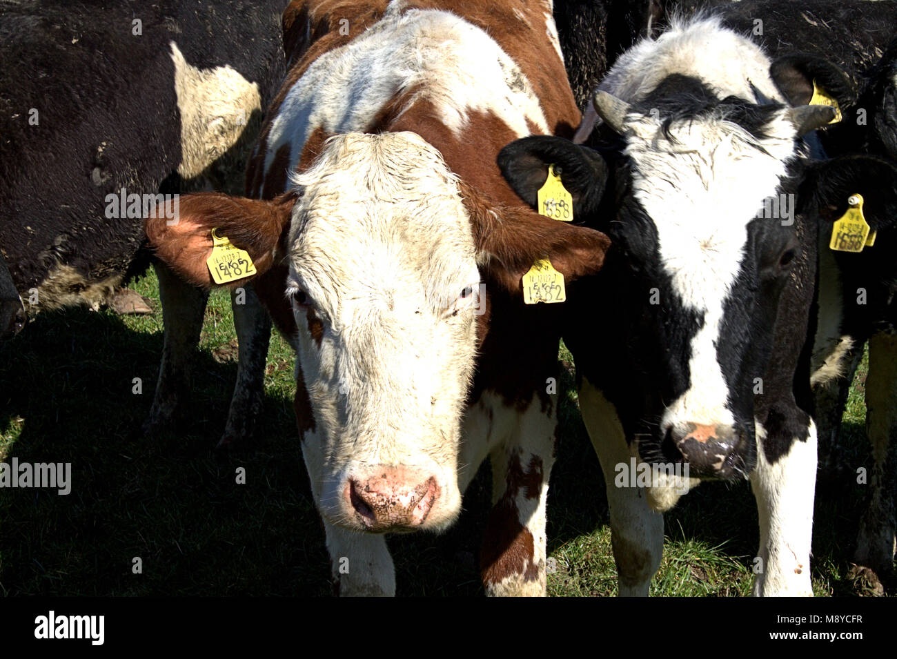 Herde der friesische Kühe mit Ohrmarken auf frische Weide, ersten Tag aus ihren Schuppen. in West Cork, Irland Stockfoto