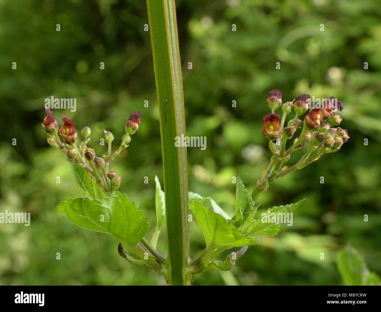 Wasser Braunwurz, Scrophularia auriculata Stockfoto