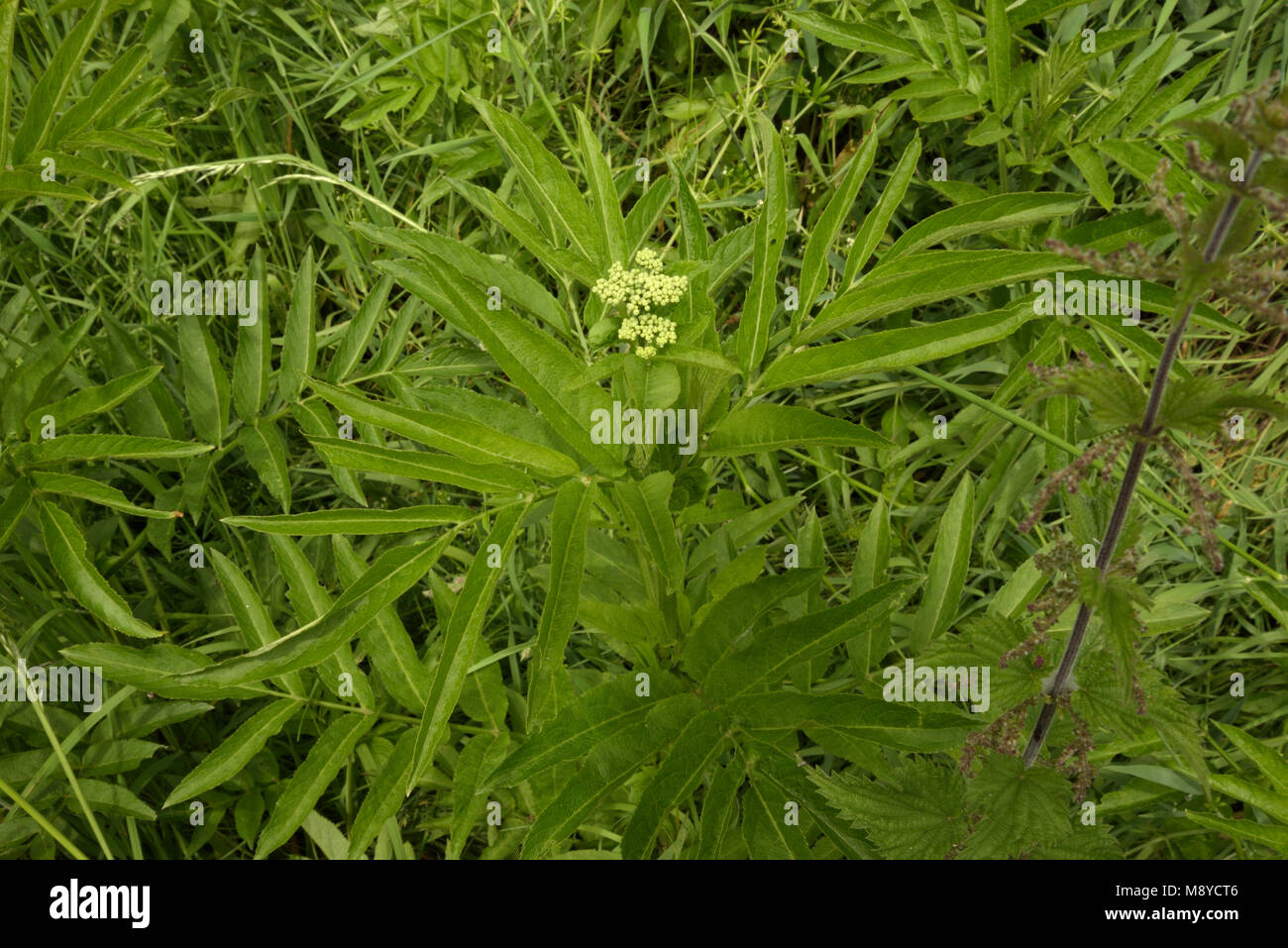 Zwerg Ältester oder Danewort, Sambucus ebulus Stockfoto