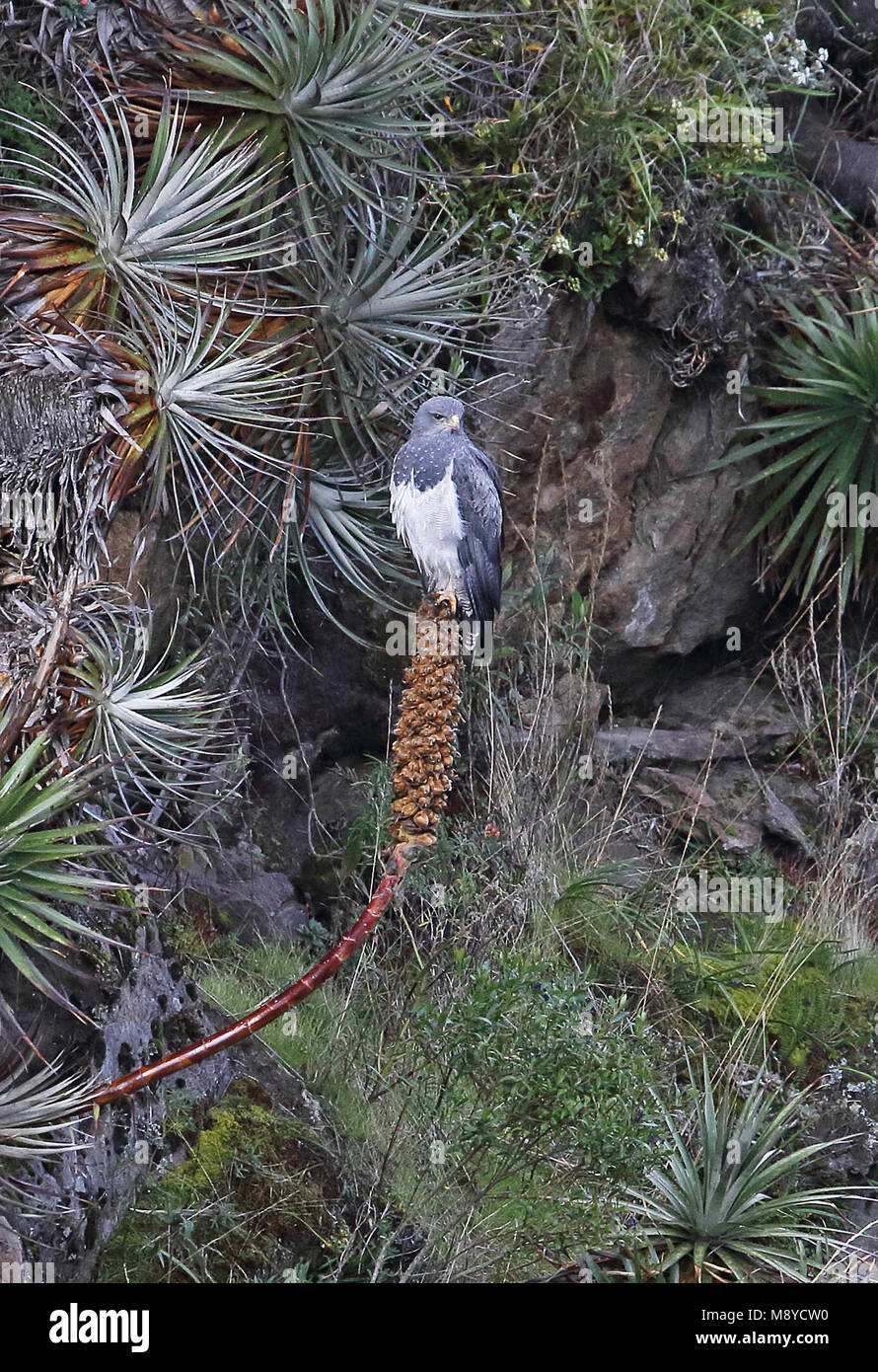 Schwarz-chested Bussard - Adler (Geranoaetus melanoleucus australis) Erwachsene auf die Felswand Anden, Ecuador Februar gehockt Stockfoto