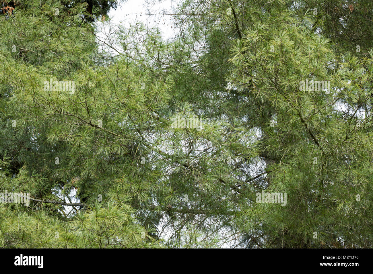 Weymouthkiefer, Weymouth-Kiefer, Weymouthskiefer, Weymouths-Kiefer, Strobe, Pinus strobus, Eastern White Pine, Nördliche weiße Kiefer, Weymou Stockfoto Weymouthkiefer, Weymouth-Kiefer, Weymouthskiefer, Weymouths-Kiefer, Strobe, Pinus strobus, Eastern White Pine, Nördliche weiße Kiefer, Weymou Stockfoto