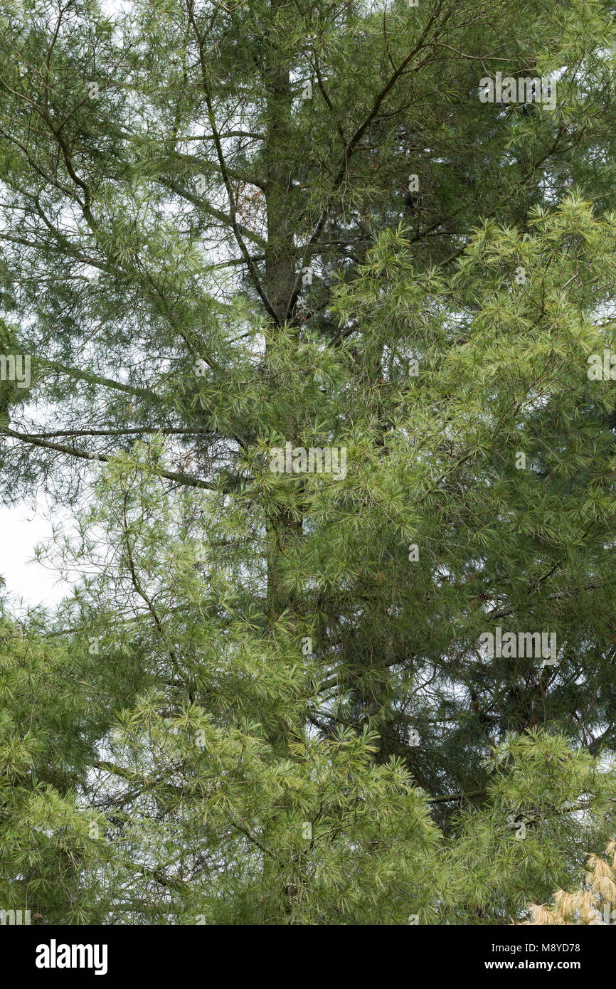 Weymouthkiefer, Weymouth-Kiefer, Weymouthskiefer, Weymouths-Kiefer, Strobe, Pinus strobus, Eastern White Pine, Nördliche weiße Kiefer, Weymou Stockfoto Weymouthkiefer, Weymouth-Kiefer, Weymouthskiefer, Weymouths-Kiefer, Strobe, Pinus strobus, Eastern White Pine, Nördliche weiße Kiefer, Weymou Stockfoto