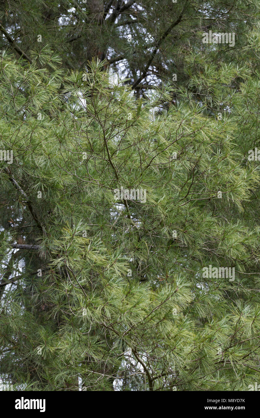 Weymouthkiefer, Weymouth-Kiefer, Weymouthskiefer, Weymouths-Kiefer, Strobe, Pinus strobus, Eastern White Pine, Nördliche weiße Kiefer, Weymou Stockfoto