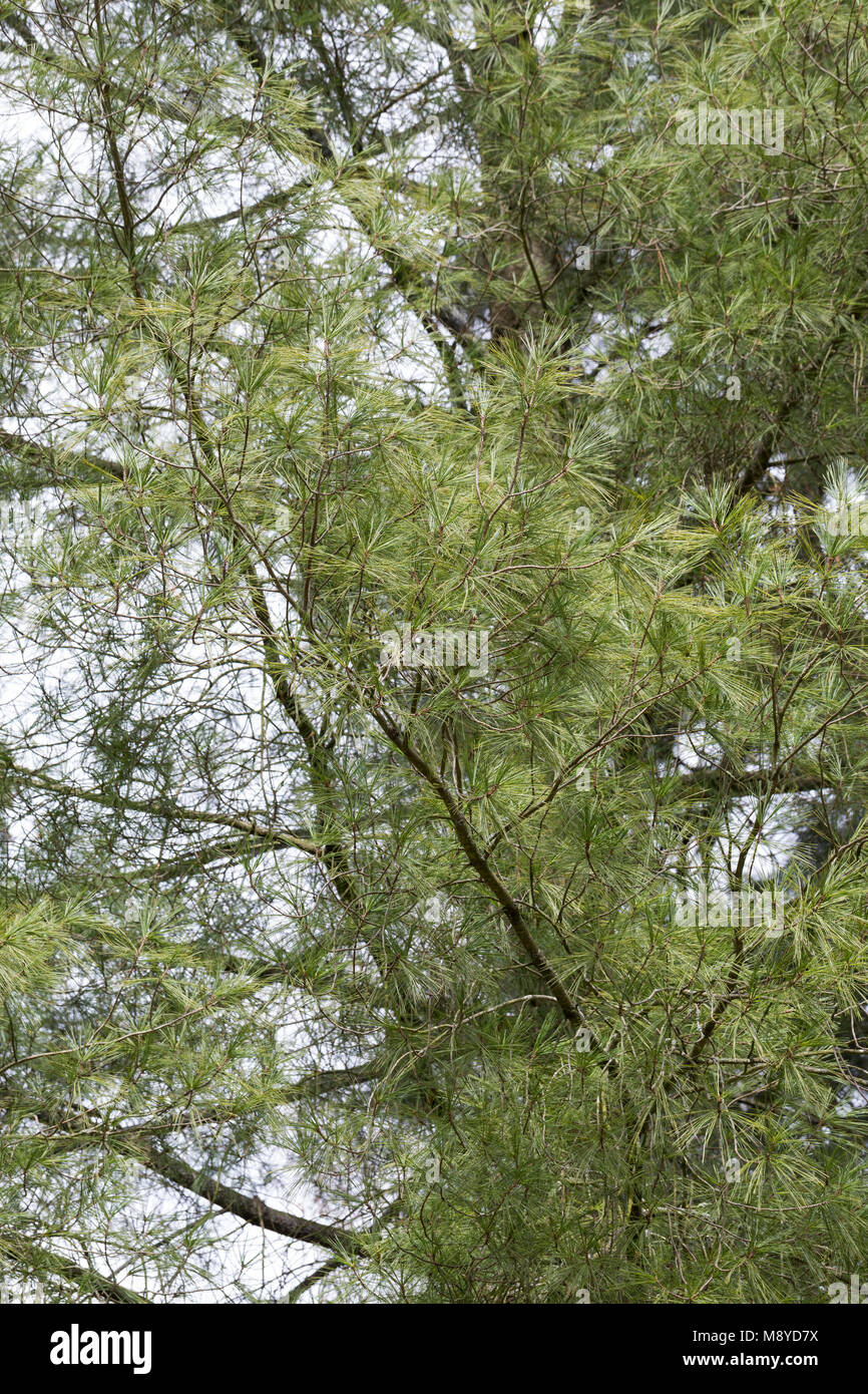 Weymouthkiefer, Weymouth-Kiefer, Weymouthskiefer, Weymouths-Kiefer, Strobe, Pinus strobus, Eastern White Pine, Nördliche weiße Kiefer, Weymou Stockfoto Weymouthkiefer, Weymouth-Kiefer, Weymouthskiefer, Weymouths-Kiefer, Strobe, Pinus strobus, Eastern White Pine, Nördliche weiße Kiefer, Weymou Stockfoto