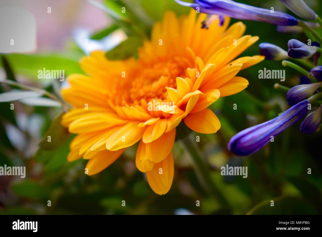 Nahaufnahme von einem hellen Gelb und Lila Blüten. Stockfoto