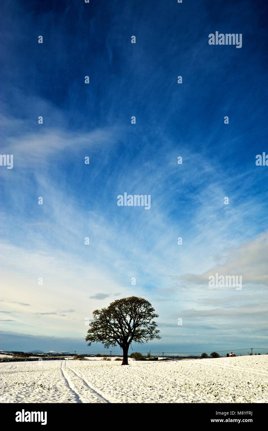 Baum in schneebedeckten Feld in Shropshire im Winter mit blauer Himmel, Sonne und Wolken, die Feder ist auf dem Weg Stockfoto