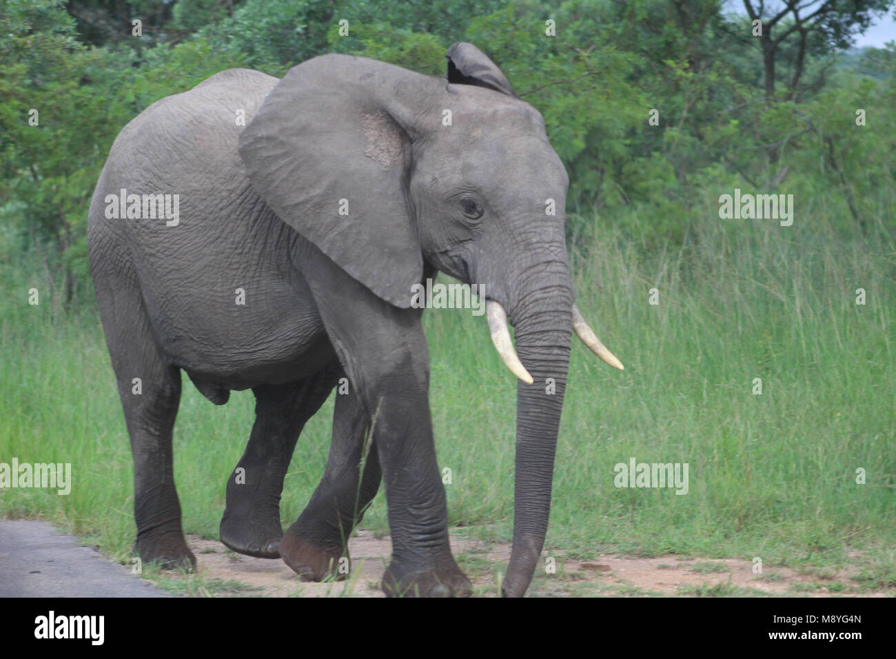 Eine isolierte Musth Elefant in Manyeleti Private Game Reserve an der Grenze zum Kruger National Park Stockfoto