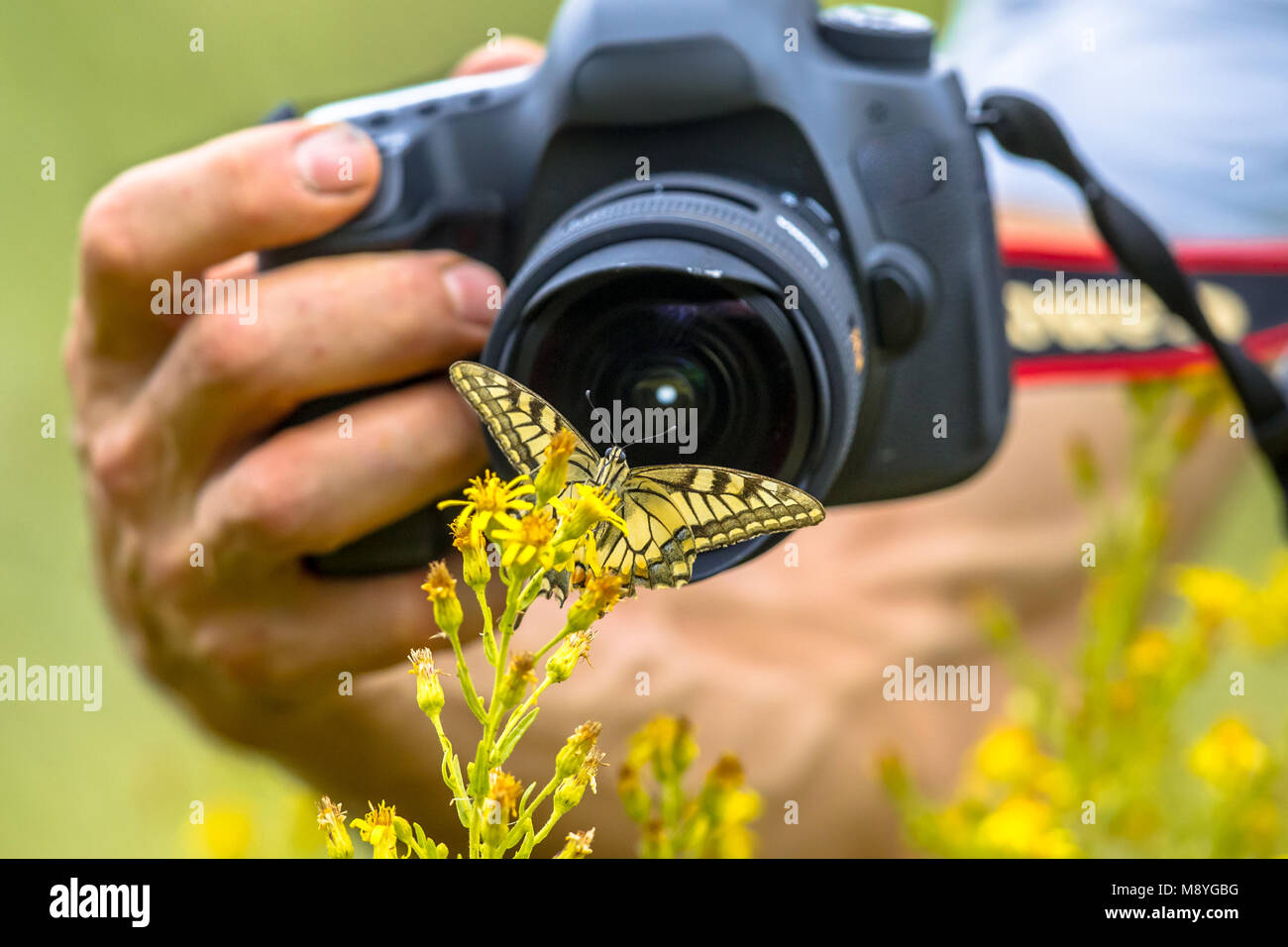 Schöne Schwalbenschwanz Schmetterling auf gelbe Blume Fotografie von naturfotograf aus kurzer Entfernung Stockfoto