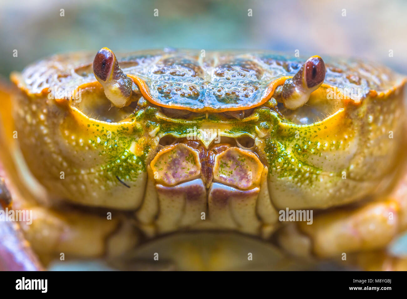 Krabbe headshot der Europäischen Süßwasser-Krebse (Potamon fluviatile) auf hellen Hintergrund Stockfoto