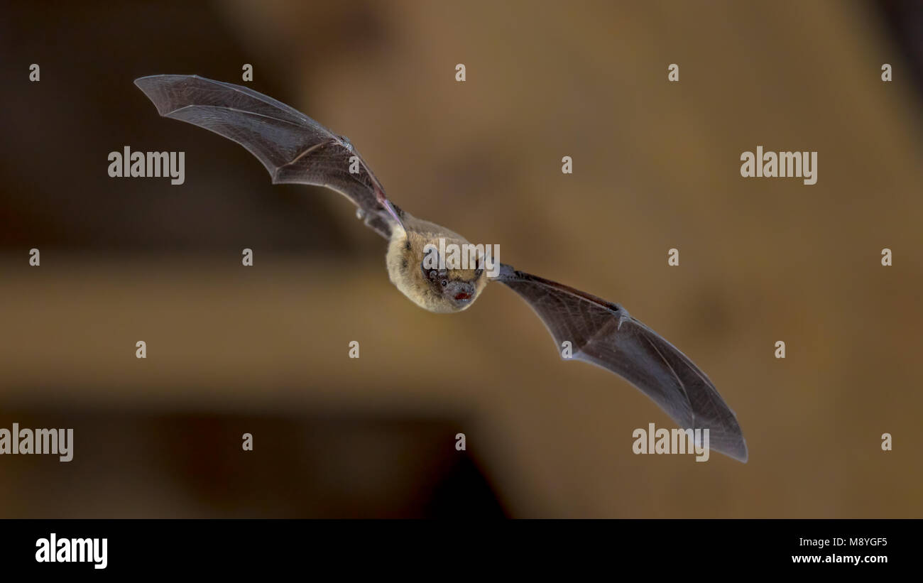 Pipistrelle bat (Pipistrellus pipistrellus) Fliegen an der Decke des Hauses in der Dunkelheit Stockfoto