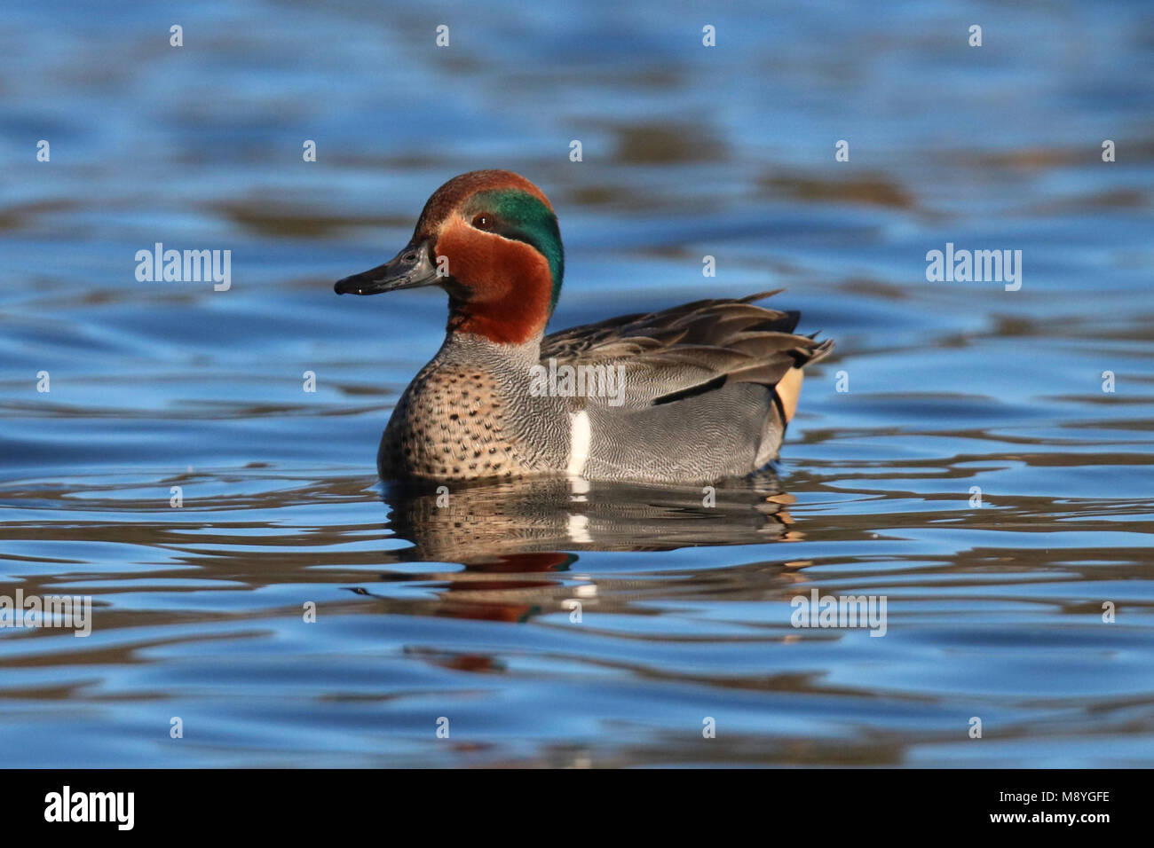 Ein männlicher Green winged teal Anas crecca Schwimmen auf blaues Wasser Stockfoto