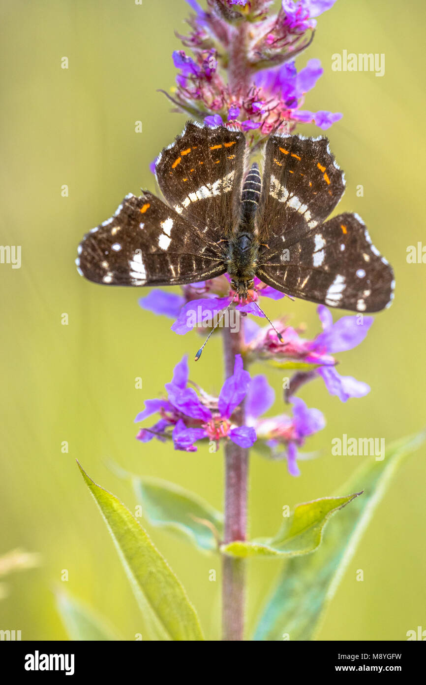 Karte Schmetterling (Araschnia levana) Suchen nach Nektar an den Blüten der blutweiderich (Lythrum salicaria) Stockfoto