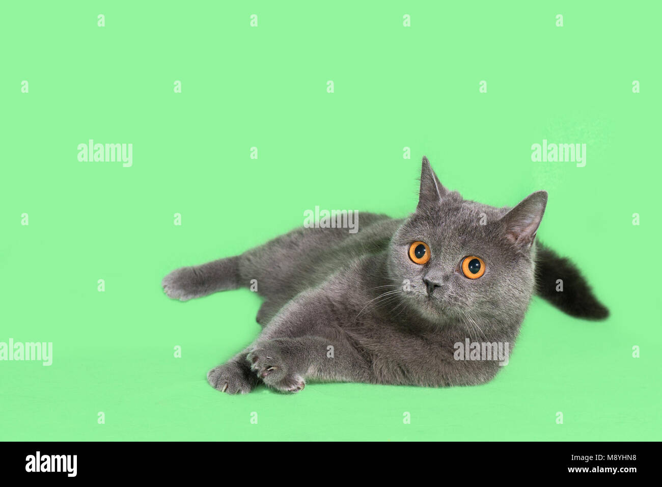 Schönen rauchgrauen Britische Katze auf grünem Hintergrund Stockfoto