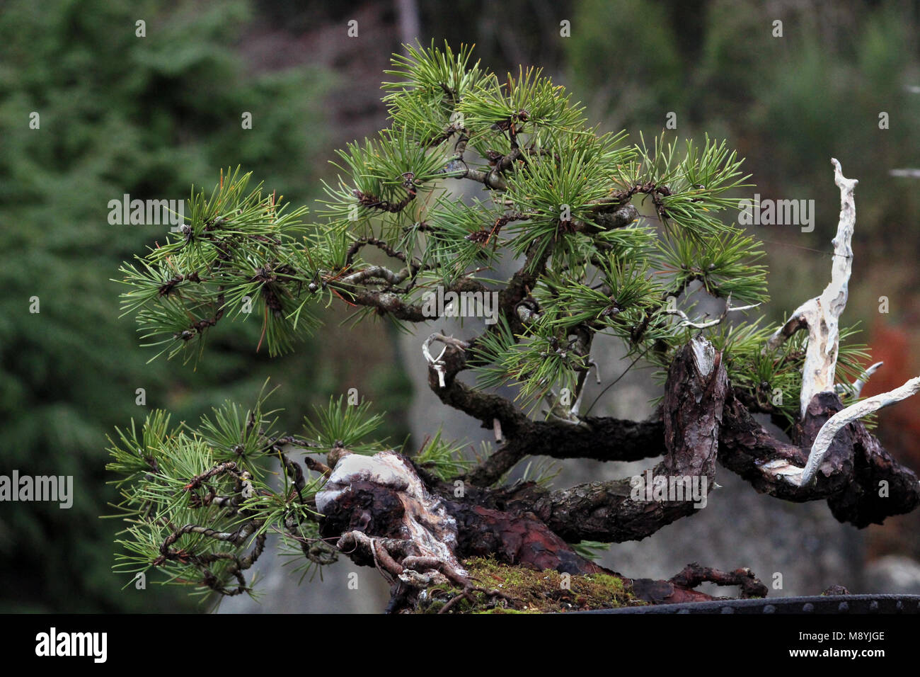 Bonsai Baum Deadwood bonsai Techniken Stockfoto