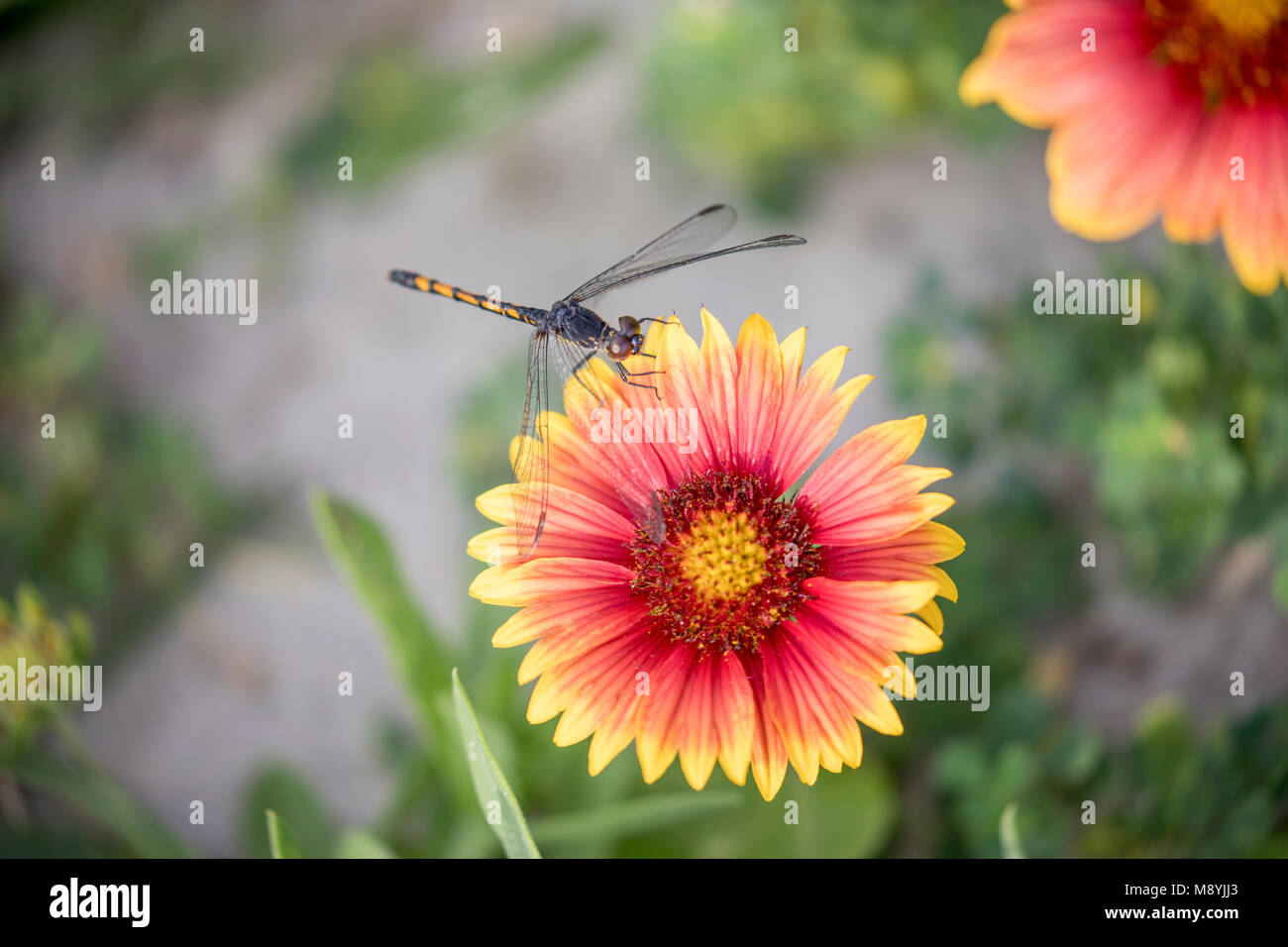 Libelle auf Blume Stockfoto