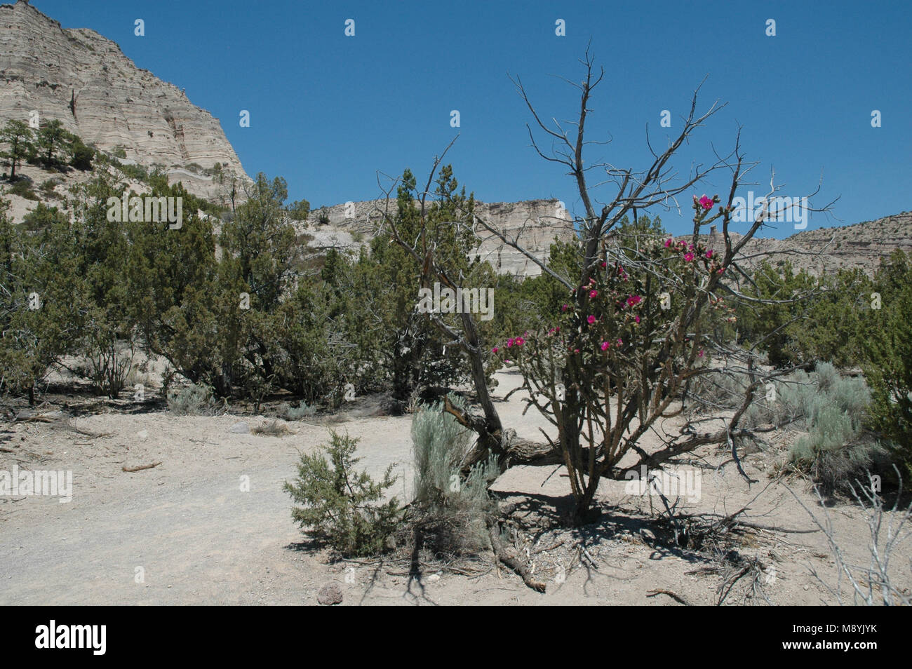 Eine Dahlie hedgehog Cactus klettert einen toten Baum auf einem Wanderweg im Kasha-Katuwe Tent Rocks National Monument. Stockfoto