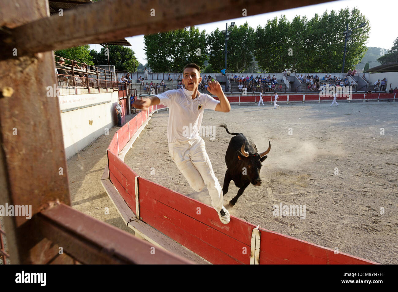 Matador springen auf rot Zaun von Stier in der Stierkampfarena von Bellegarde, Provence, Frankreich Stockfoto