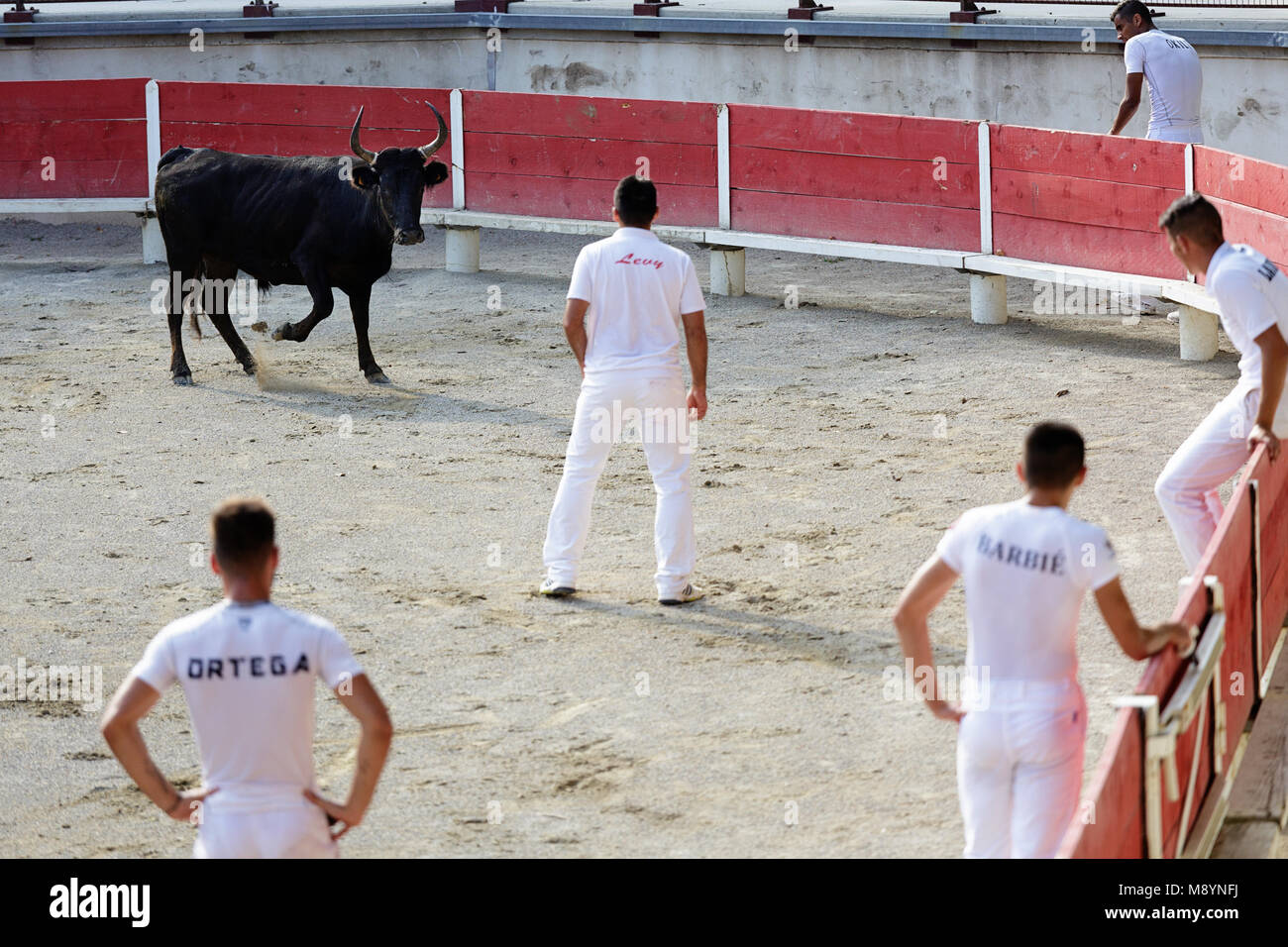 Stierkämpfer in traditionelle weiße Kleidung Beachtung der schwarze Stier an den Stierkampf in der Arena von Bellegarde, Provence, Frankreich Stockfoto