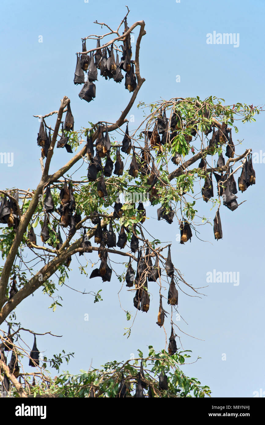 Eine Kolonie Gruppe von Megabats oder Flughunde (Pteropodidae) auf Roost schlafend Nester in einem Baum in Sri Lanka an einem sonnigen Tag. Stockfoto
