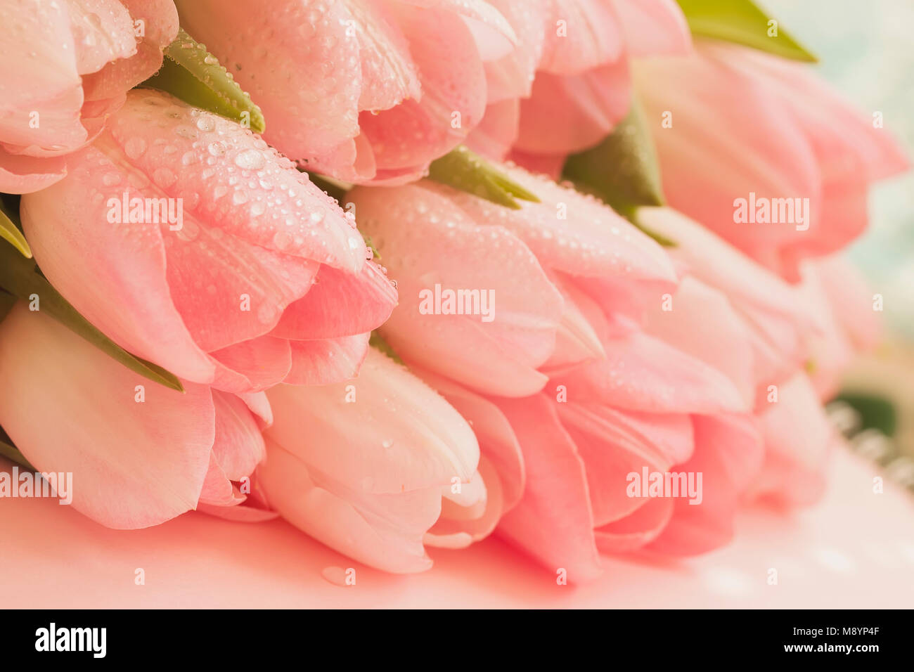 Weiche Zarte Tulpen Von Lachs Blass Rosa Orange Rosa Farbe Mit Tau Close Up Fruhling Blumen Abstrakte Romantische Floral Background Fur Hochzeit Geburtstag Valentinstag Muttertag Stockfotografie Alamy