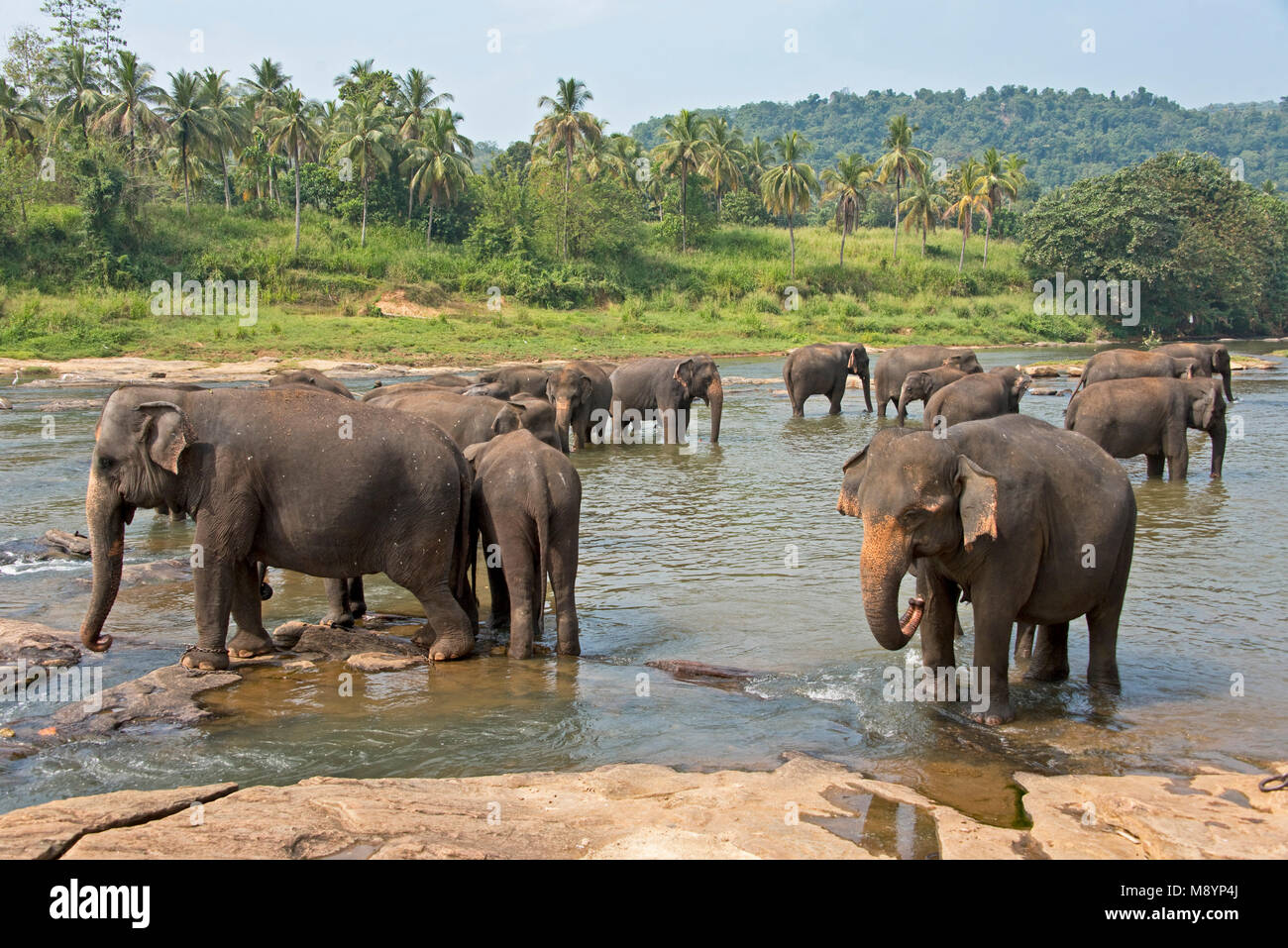 Sri Lankas Elefanten von Pinnawala Elefanten Waisenhaus Baden im Fluss in der Nähe. Stockfoto