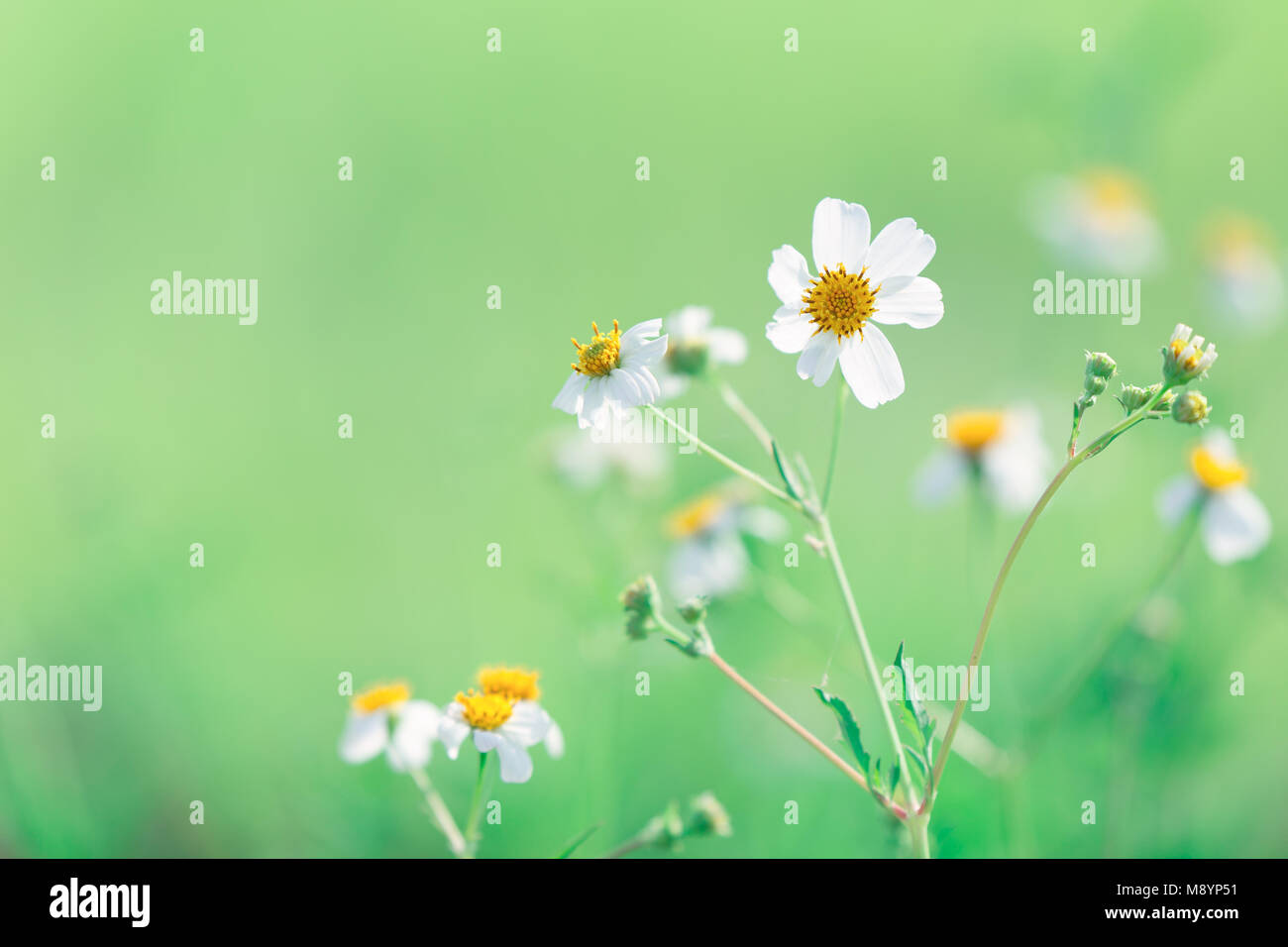 Schöne Gras Blumen Natur Grün mit unscharfen Hintergrund für Hintergrundbild Stockfoto