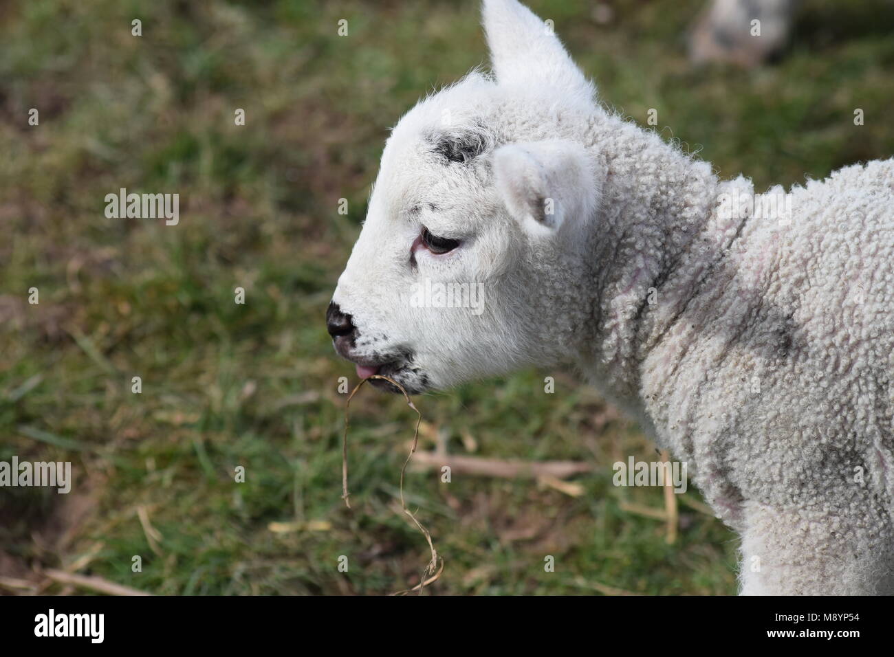 Ein Zeichen, dass der Frühling endlich da ist: Eine neue Lamm in einem Feld bei Slindon, West Sussex. März 20th, 2018 Stockfoto