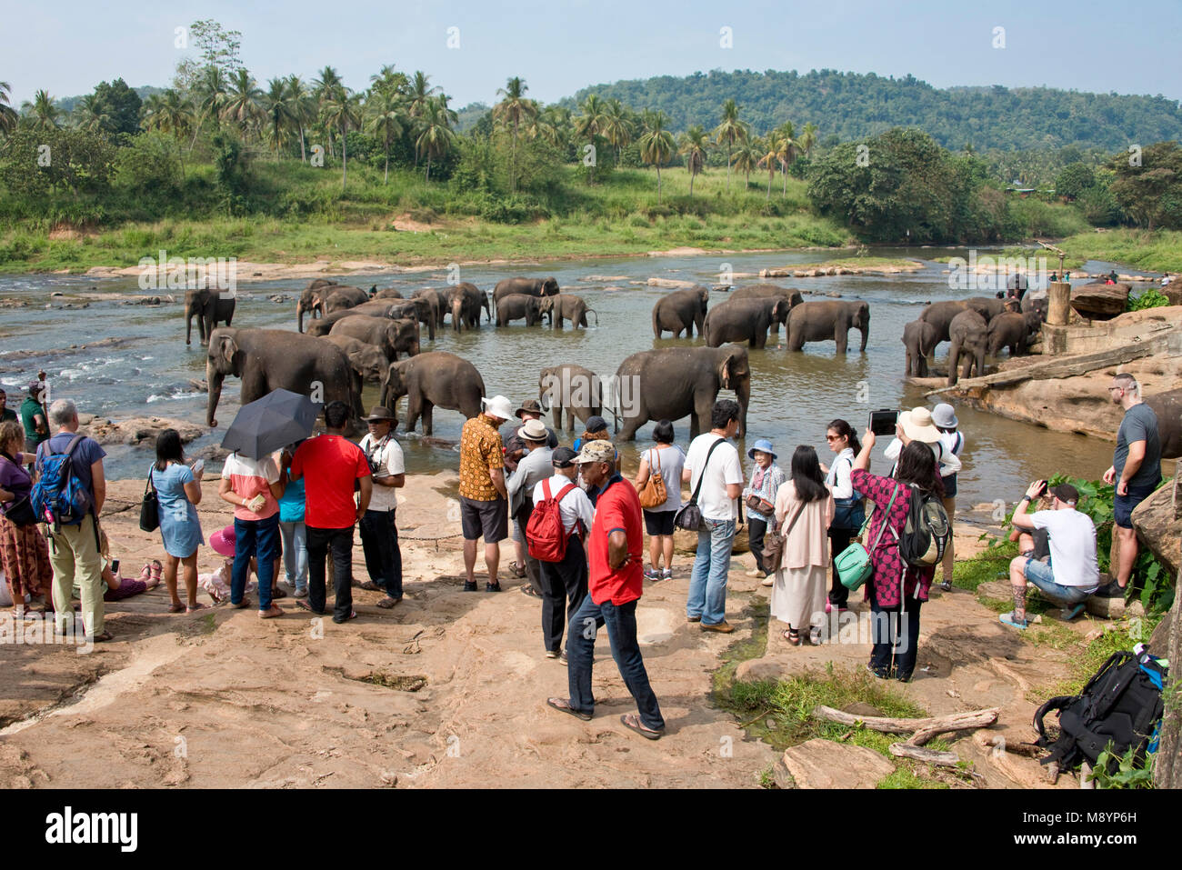 Sri Lankas Elefanten von Pinnawala Elefanten Waisenhaus Baden im Fluss mit Touristen zu beobachten und zu fotografieren. Stockfoto