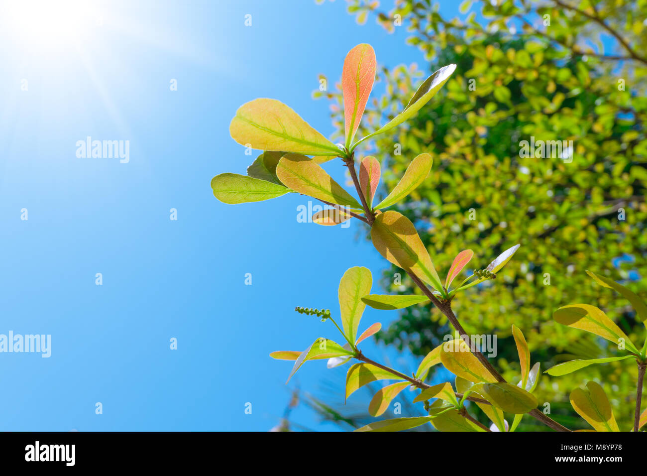 Terminalia ivorensis Blätter auf blauen Himmel Sommer Sonne Hintergrund isoliert Stockfoto