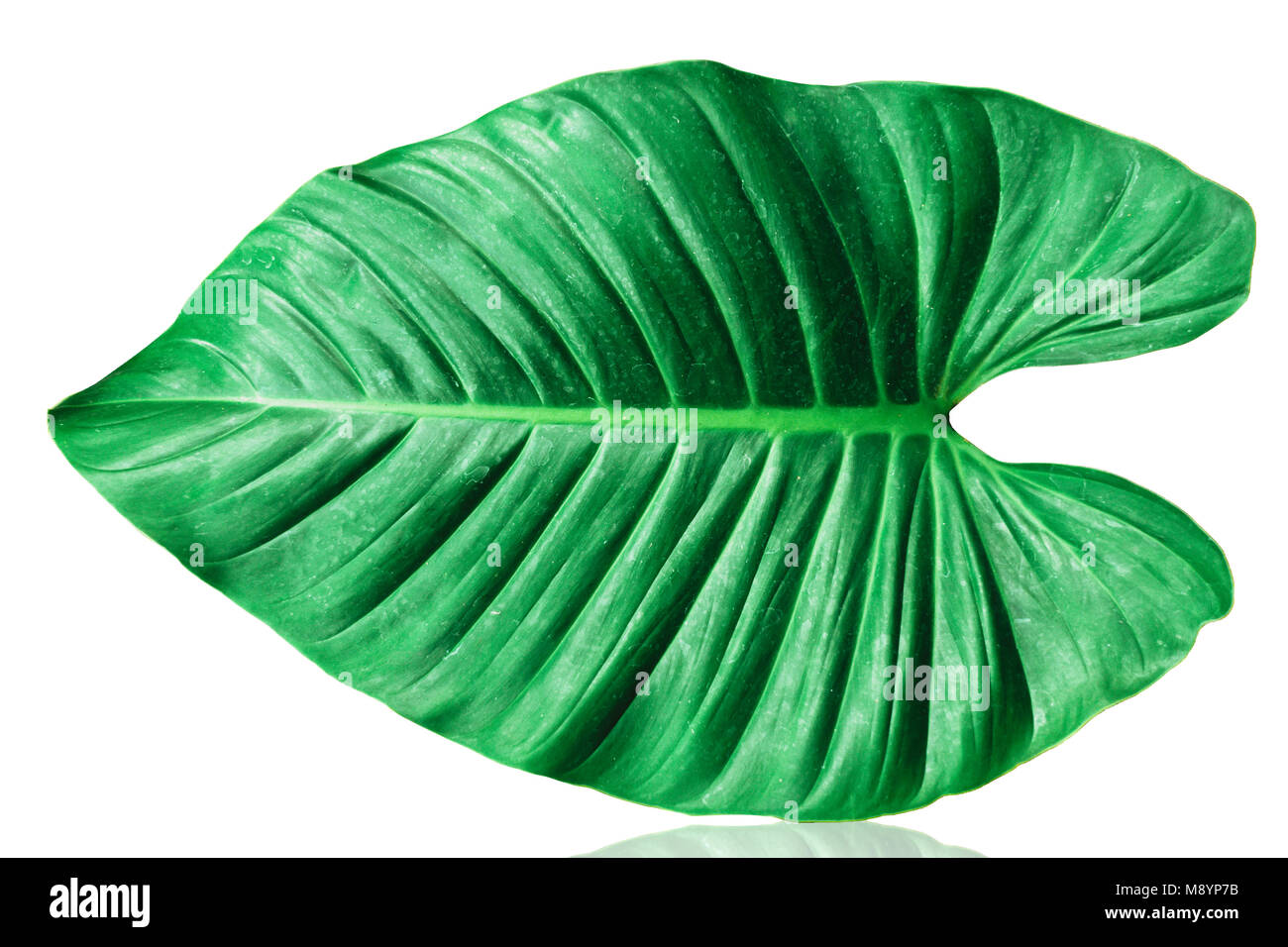 Grünes Blatt tropische Pflanze isoliert auf weißem Stockfoto