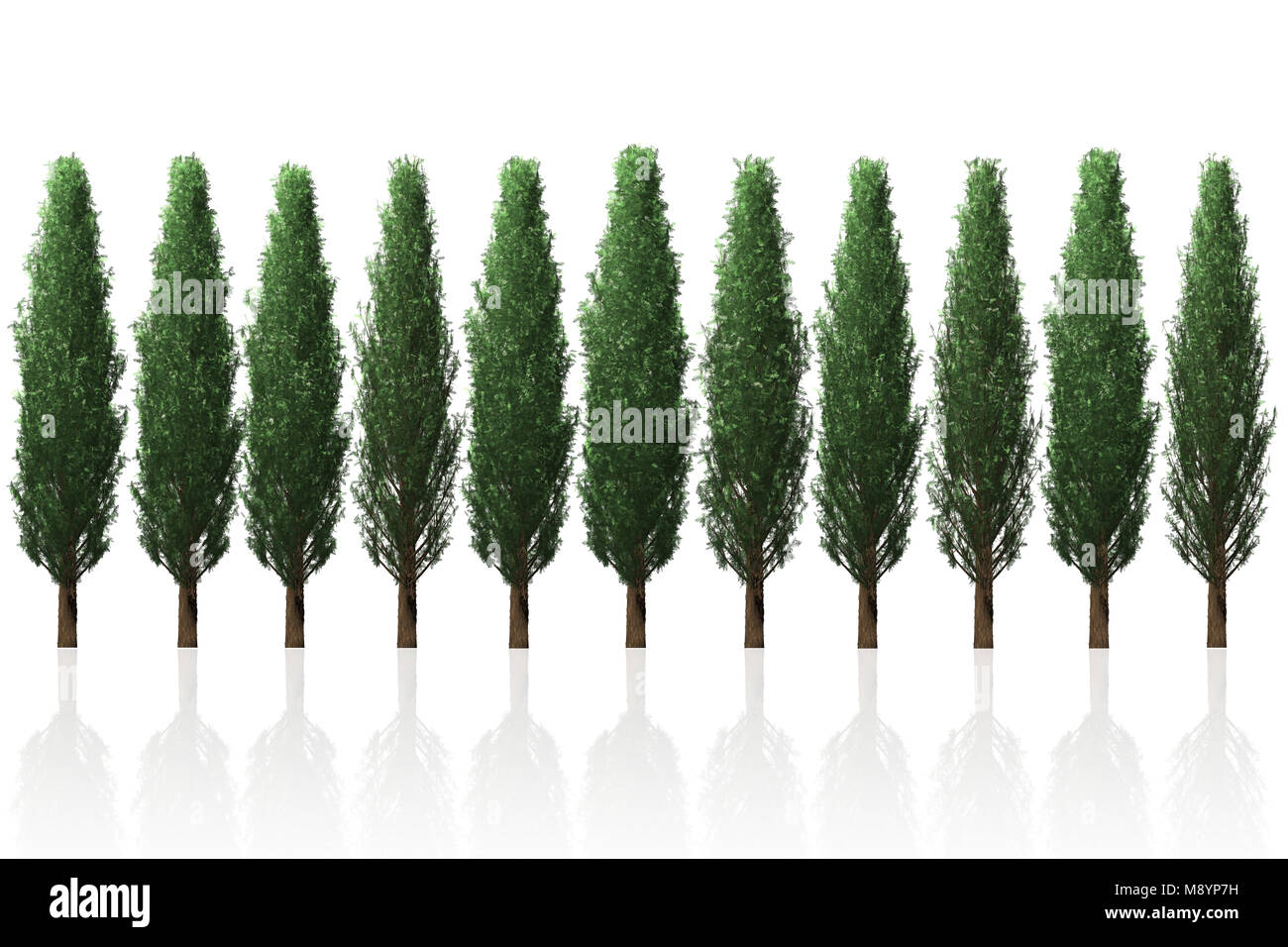 Pine Tree Zeile isoliert 3D-Grafik für Grafik Design Stockfoto