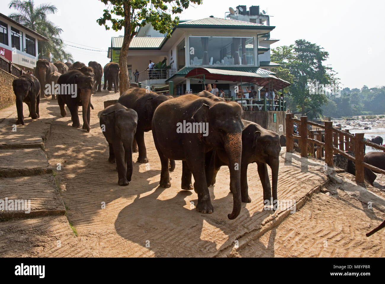 Sri Lankas Elefanten durch die Straßen von Pinnawala Dorf hinunter zum Fluss, die mit Touristen auf der Suche zu baden. Stockfoto