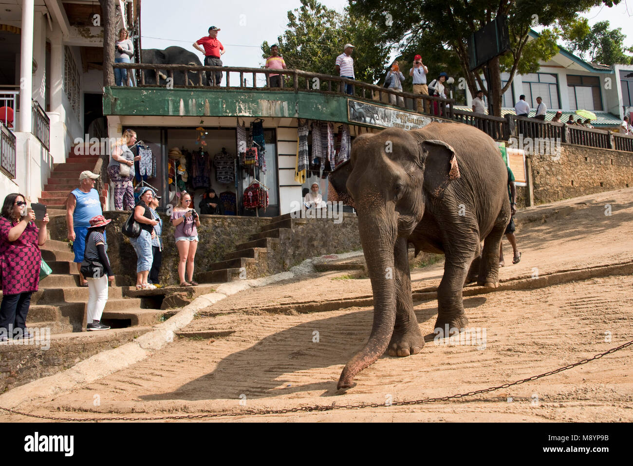 Sri Lankas Elefanten durch die Straßen von Pinnawala Dorf hinunter zum Fluss, die mit Touristen auf der Suche zu baden. Stockfoto