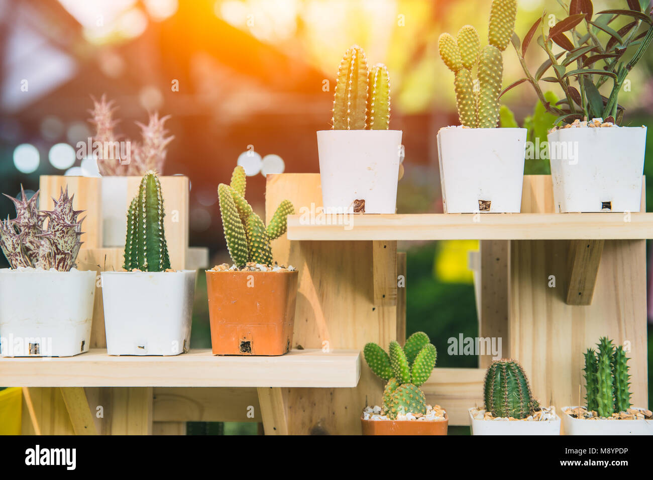 Home Dekoration mit Cactus grüne Pflanze auf Holzregal Stockfoto