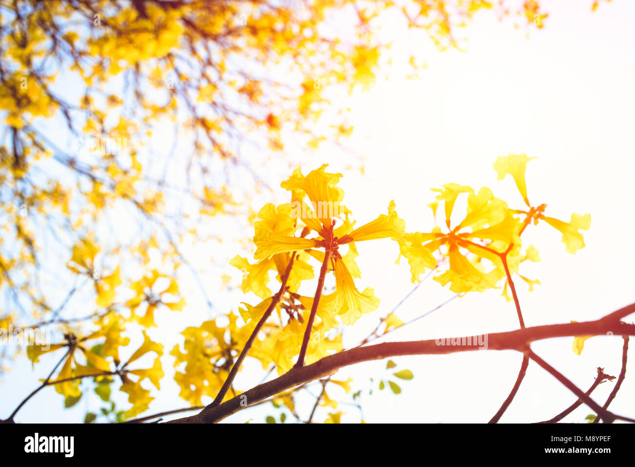 Trompete Bäume oder Tabebuia gelbe Blume Nahaufnahme Stockfoto