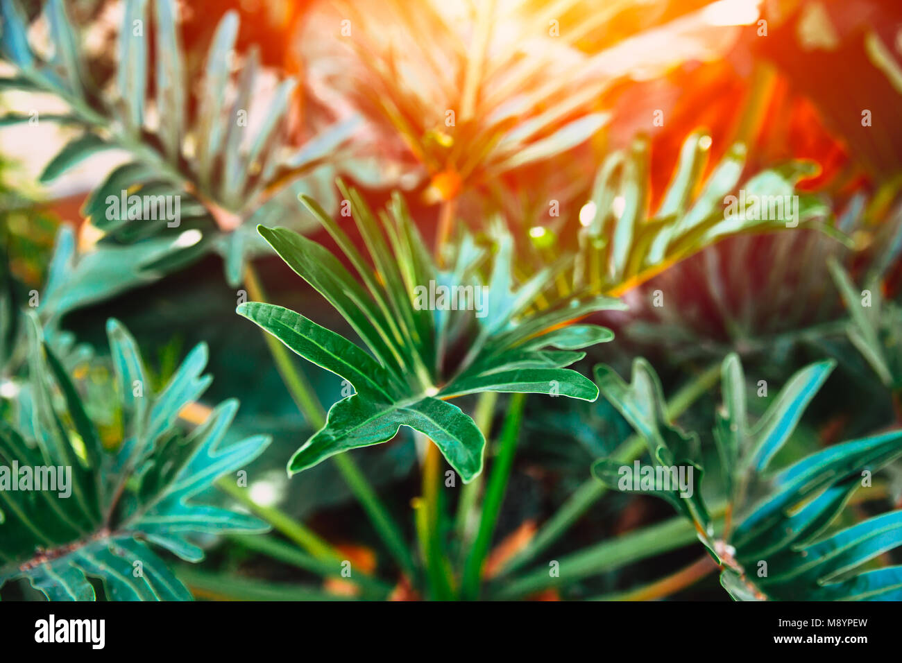 Grüne tropische Blätter Pflanzen im Dschungel Wald Stockfoto