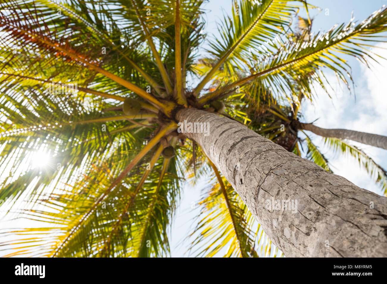 Eine Kokospalme - bis auf Palmenblättern Stockfoto