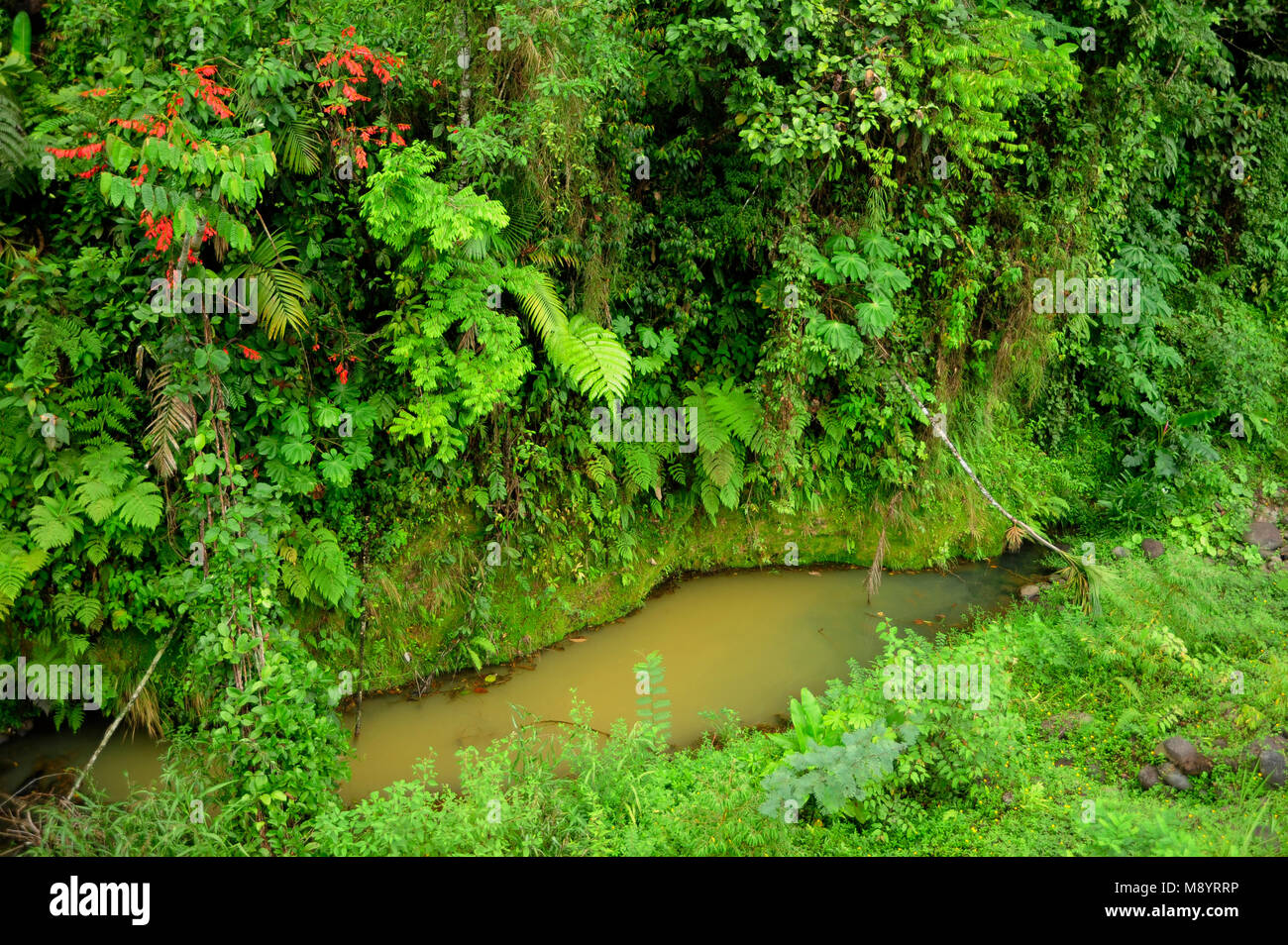 Üppigen, tropischen Pflanzen umgeben einen kleinen Teich, der gesammelten Regen in Costa Rica's Tirimbina Biologische finden. Stockfoto