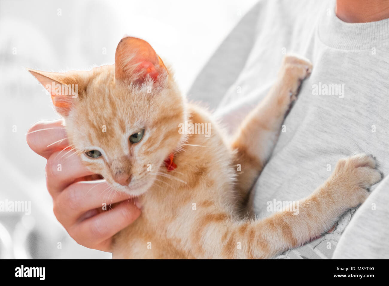 Holding niedliche rote Katze in den Armen - streicheln Kitty - Stockfoto