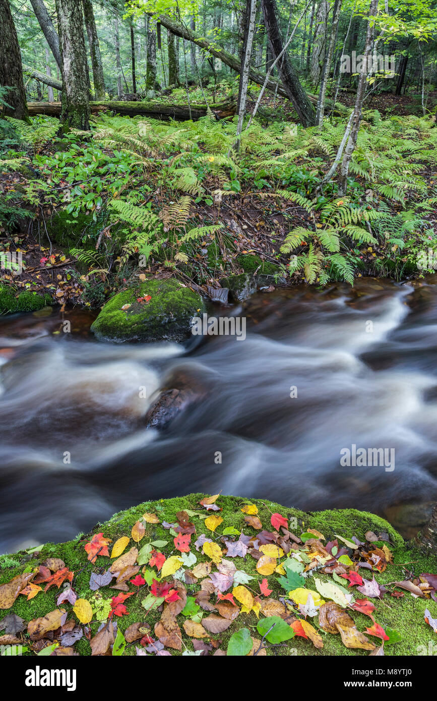 Herbst Blätter auf bemoosten Felsbrocken. Porcupine Mountains State Park, Michigan's Upper Peninsula. Ende September. Stockfoto