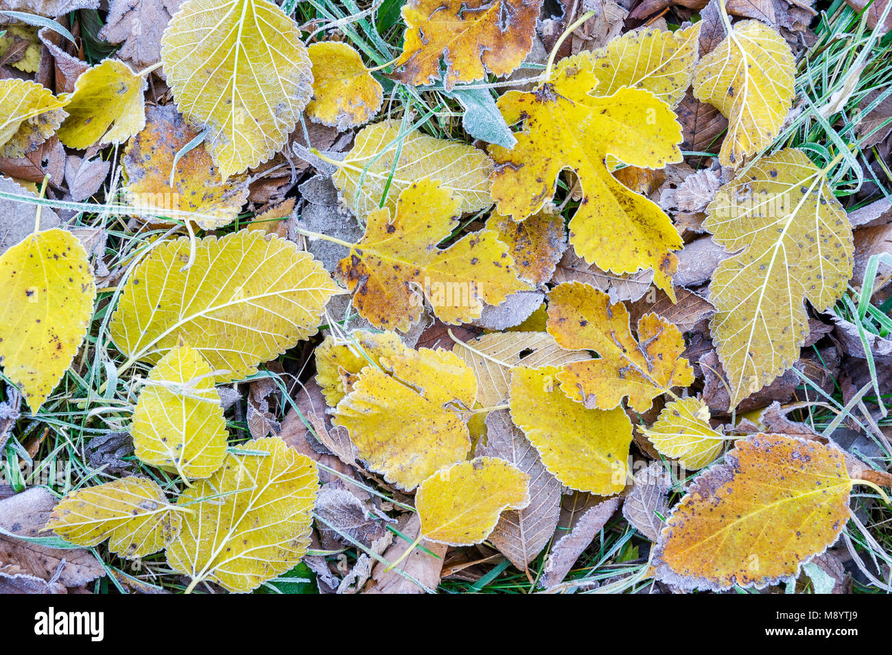 Frosted Bigtooth Aspen & Maulbeerblättern, späten Herbst Fort Snelling SP, MN, USA, von Dominique Braud/Dembinsky Foto Assoc Stockfoto