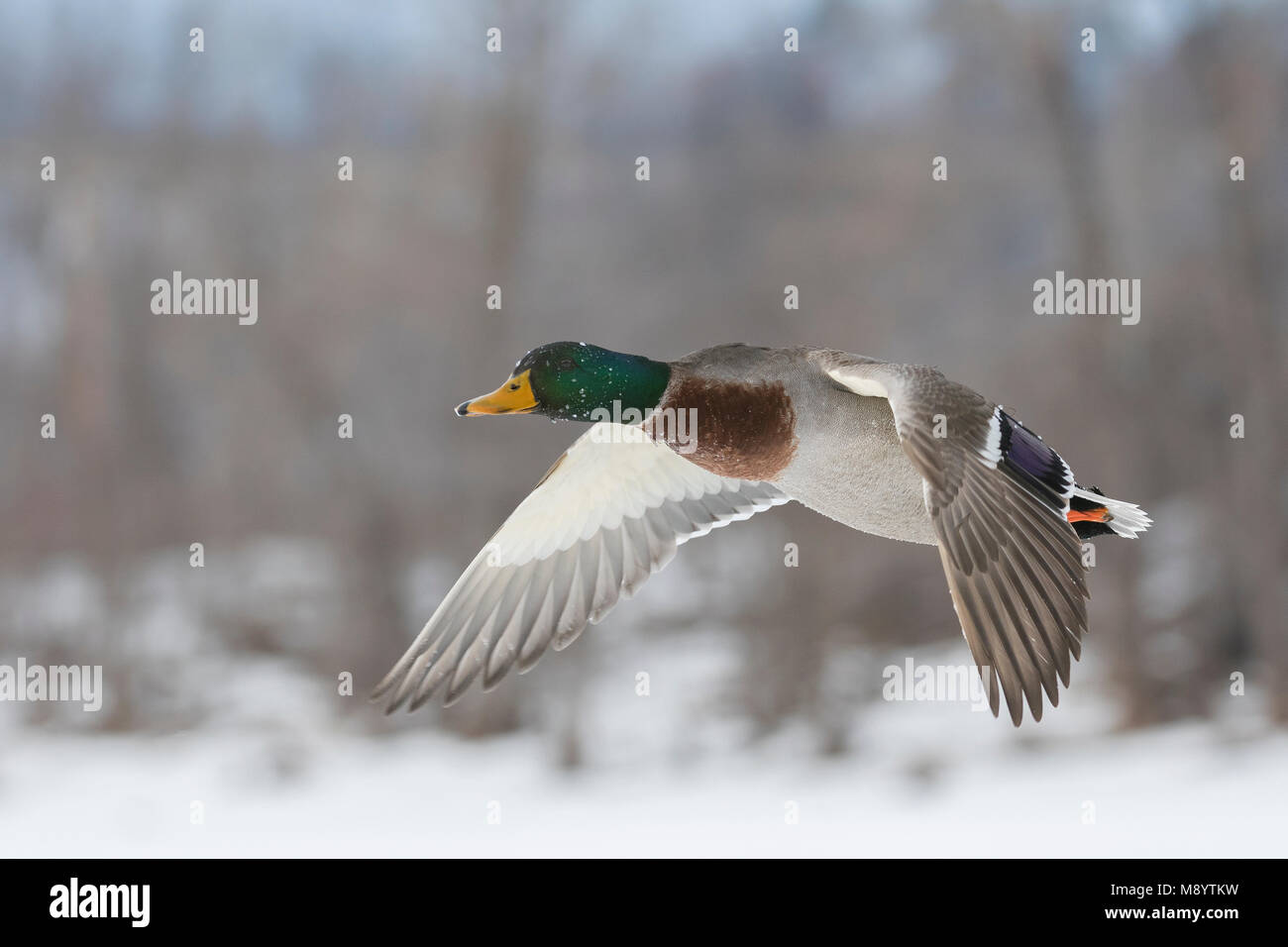 Stockente (Anas platyrhynchos), Winter, östlichen Nordamerika, von Dominique Braud/Dembinsky Foto Assoc Stockfoto