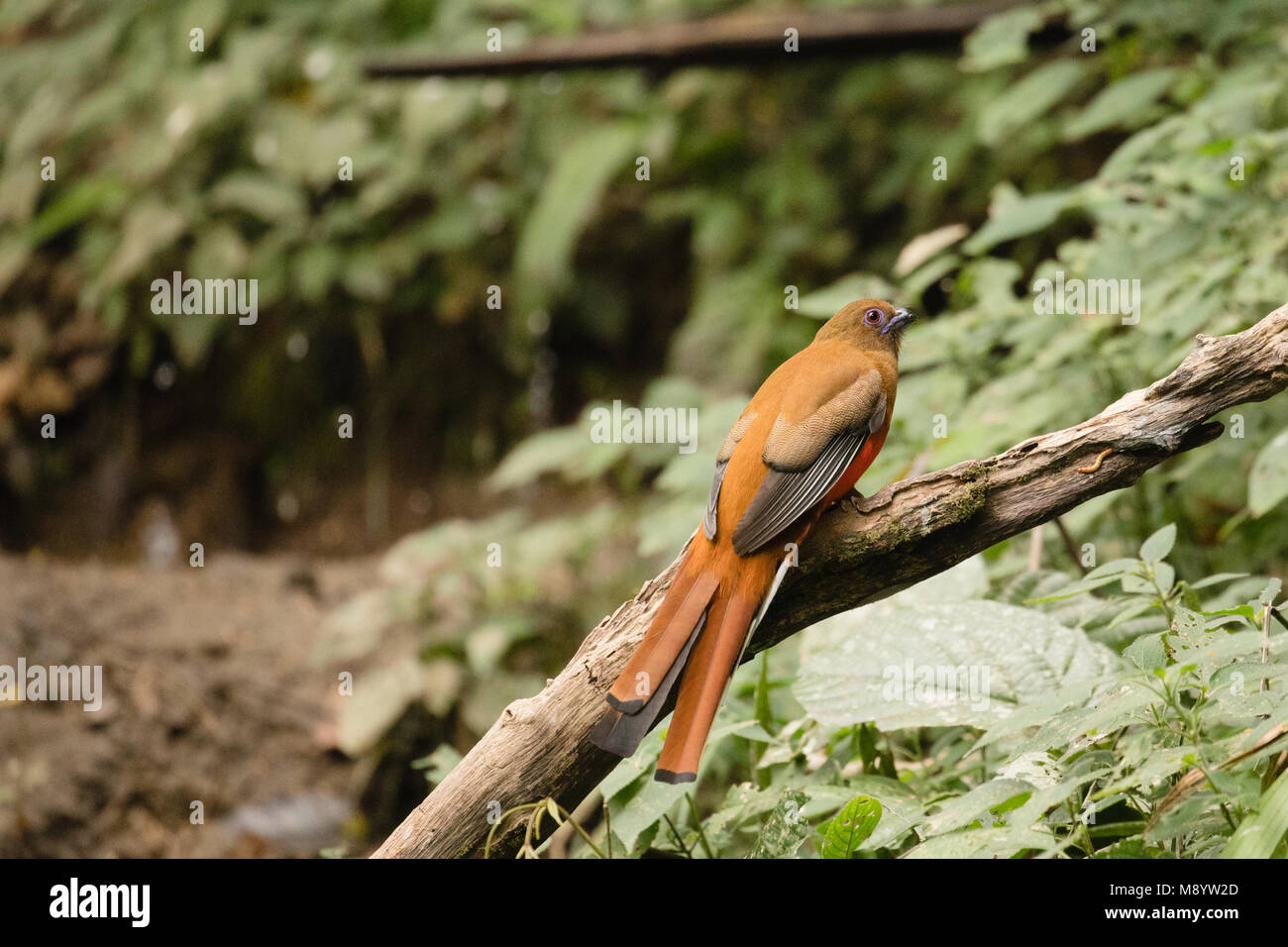 Fantastische Tier und wo sie zu finden - Harpactes erythrocephalus Stockfoto