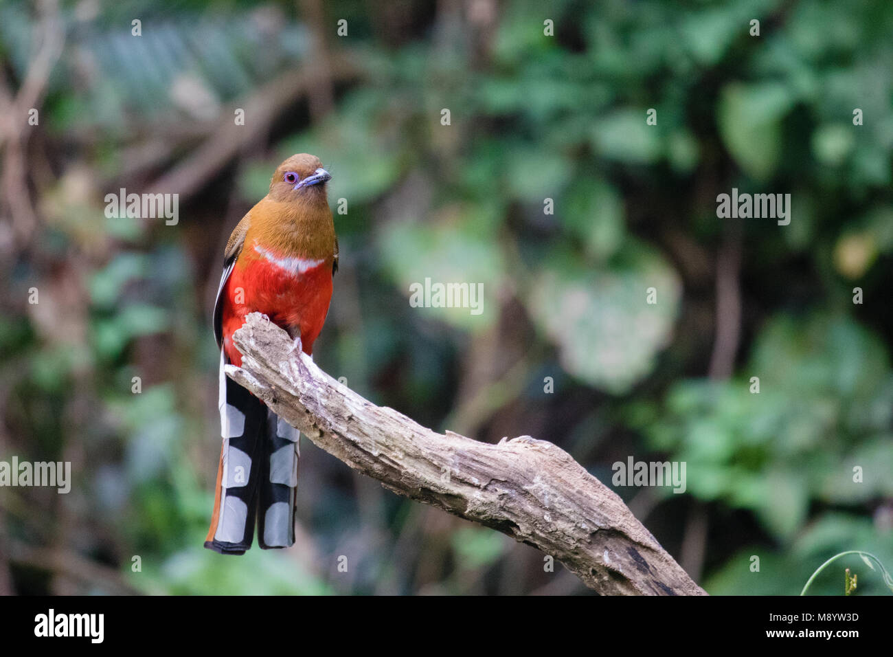 Fantastische Tier und wo sie zu finden - Harpactes erythrocephalus Stockfoto
