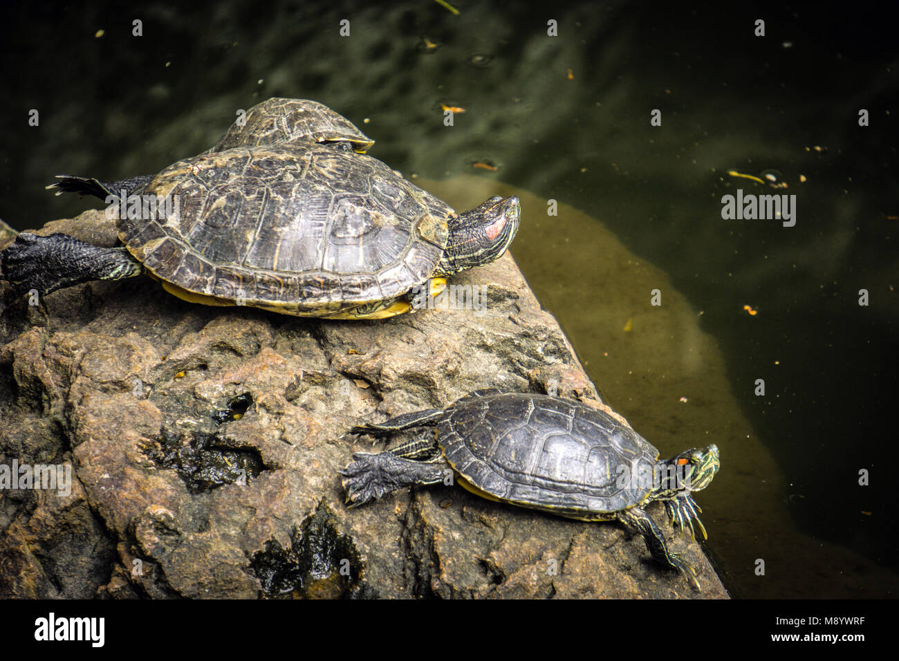 Schildkröten im Freilebensteich des Kaiyuan Tempels, Quanzhou, Provinz Fujian, China. Stockfoto