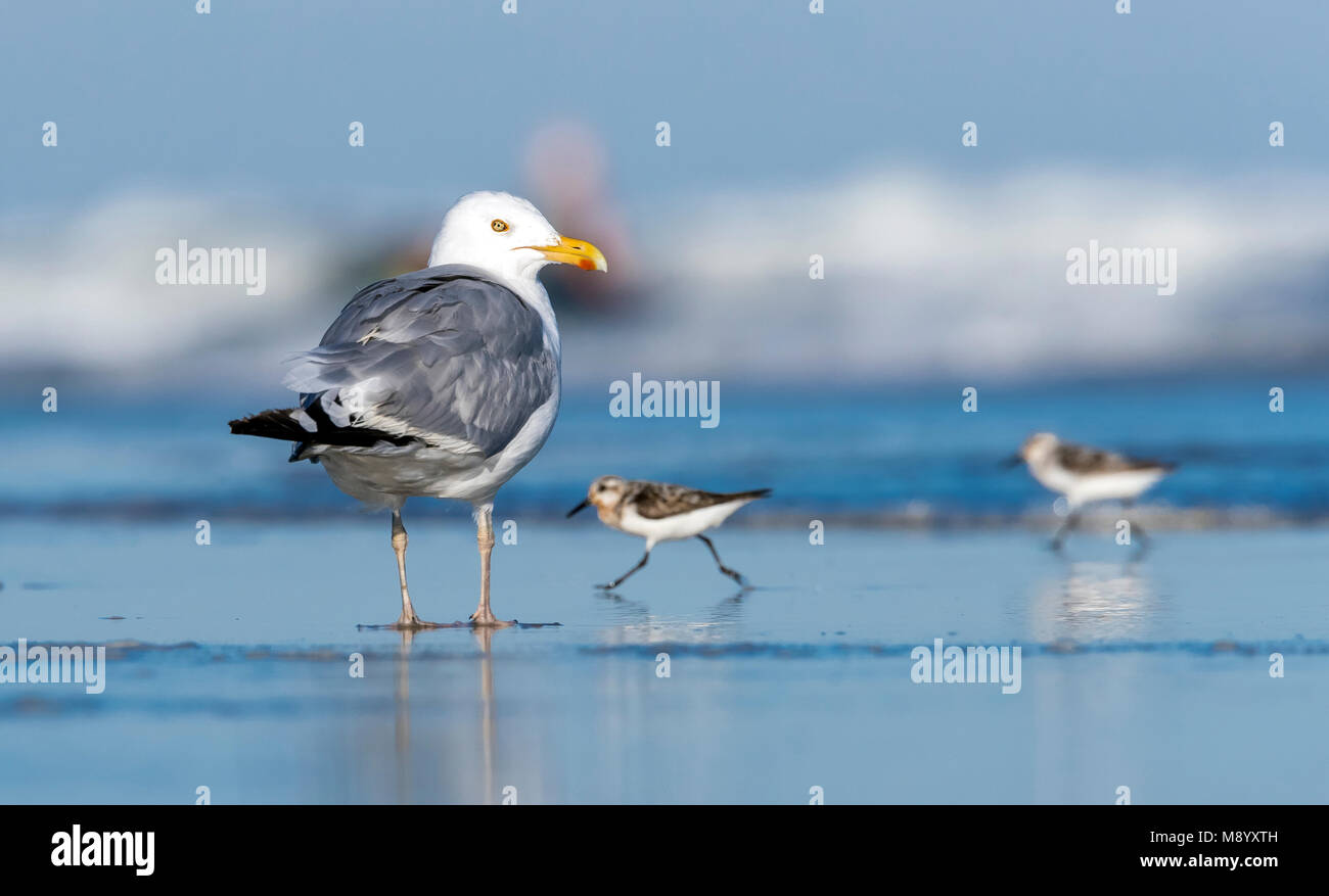 Nach der Mauser der amerikanischen Silbermöwe sitzen am Strand in der Nähe von Cape May, New Jersey, Ende August 2016. Stockfoto