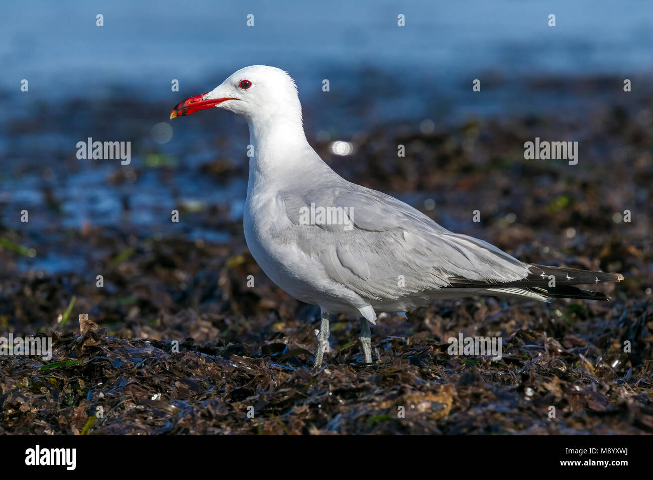 In der Nähe von Erwachsenen Audouin's Gull Sitzen am Strand, Ibiza. Juli 2015. Stockfoto