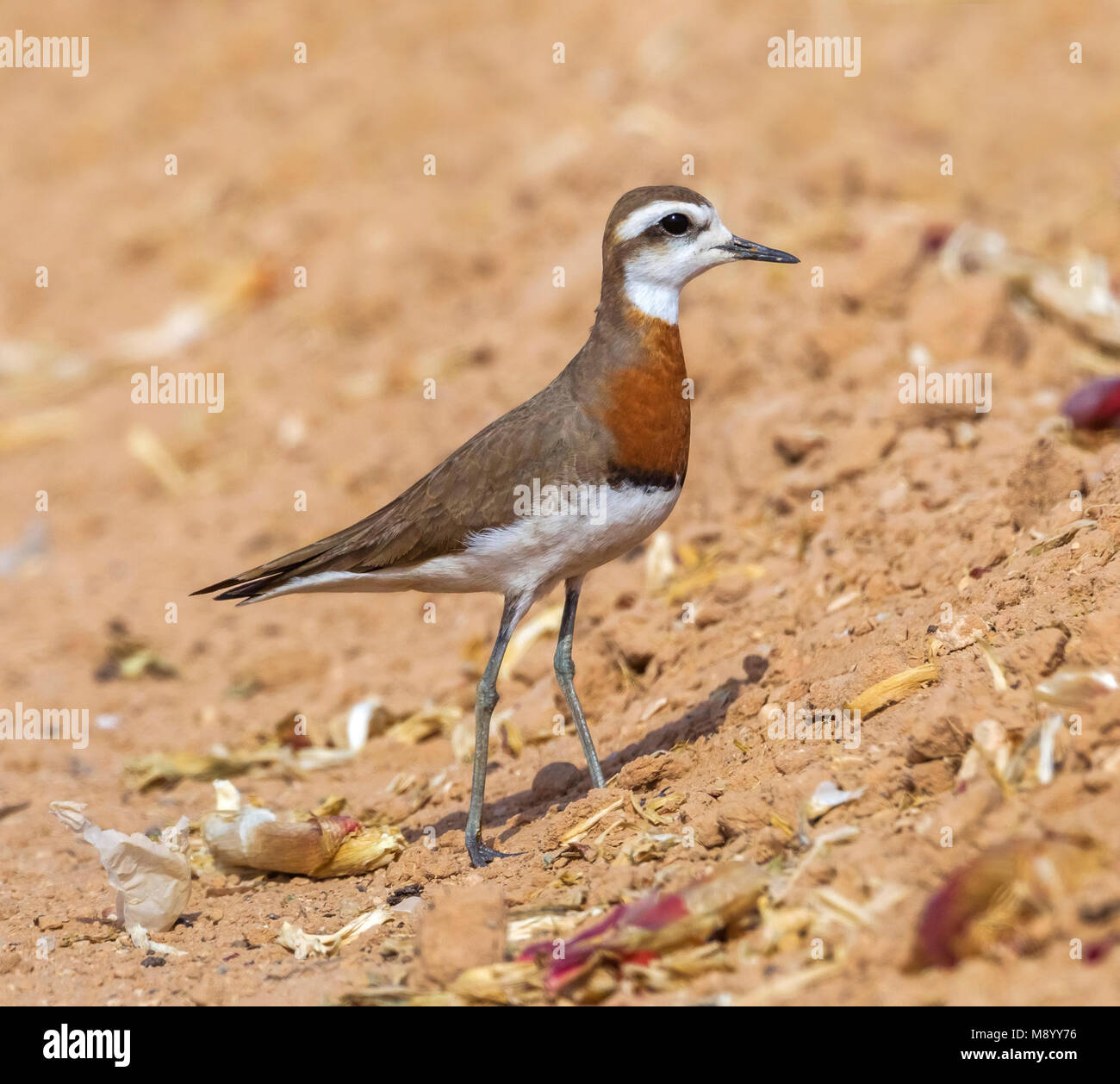 3 Vögel zusammen sind im selben Bereich. 1 Männchen 2 Weibchen in der Nähe von yotvata im Süden Israels. Stockfoto