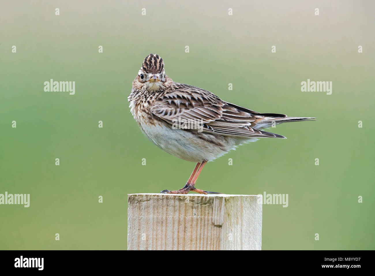 Männliche Nord-westlichen Feldlerche auf einen Pool in North Ronaldsay, Schottland sitzen. Mai 2017. Stockfoto