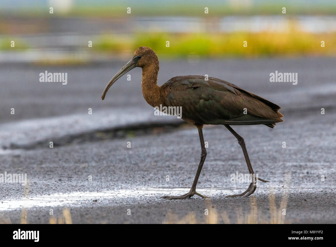 Vogel Bild von Vincent Legrand Stockfoto